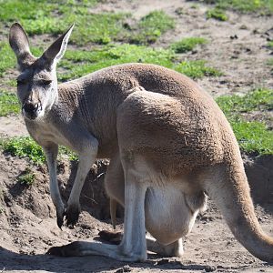 Red kangaroo (Macropus rufus) female with large joey in pouch, 2019-08-11