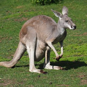 Red kangaroo (Macropus rufus) female with large joey in pouch, 2019-08-11