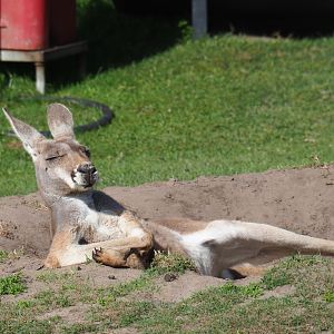 Red kangaroo (Macropus rufus) female, 2019-08-11
