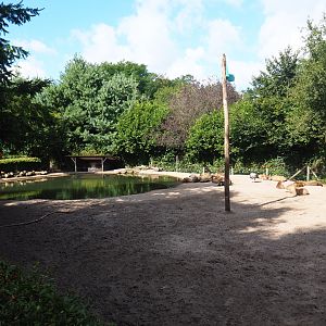 Capybara - Crested screamer - South American tapir exhibit, 2019-08-11