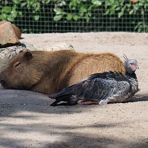 Capybara (Hydrochoerus hydrochaeris) and Crested screamer (Chauna torquata), 2019-08-11