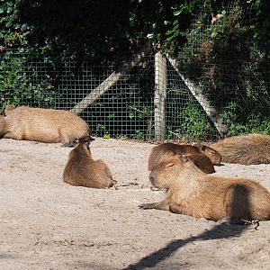 Lots of Capybaras (Hydrochoerus hydrochaeris), 2019-08-11