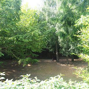 Capybara - Crested screamer - South American tapir exhibit, 2019-08-11