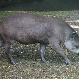 South American tapir (Tapirus terrestris), 2019-08-11