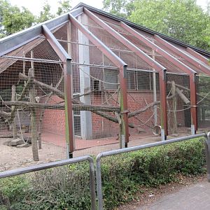 Tufted Capuchin Exhibit