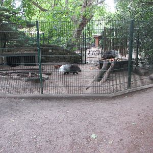 Indian Crested Porcupine Exhibit