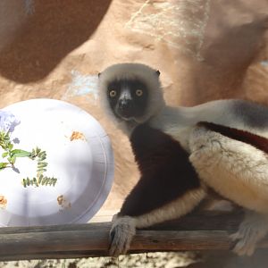 Coquerel’s Sifaka