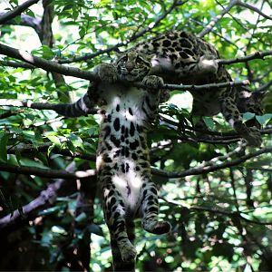 Clouded leopard cubs