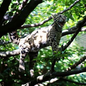 Clouded leopard cubs