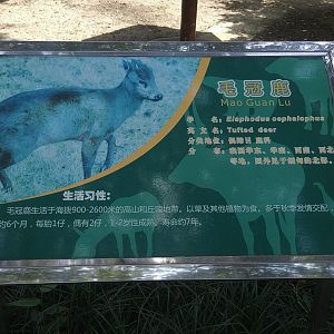 Tufted Deer Signage