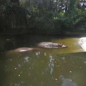 Common Hippo Pool