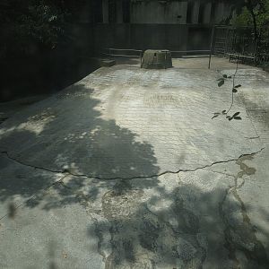 Second Common Hippo Pool