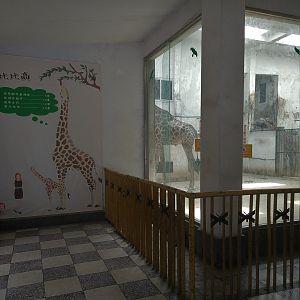 Giraffe House Indoors