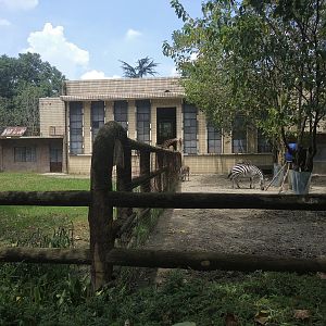 Giraffe and Zebra Exhibits