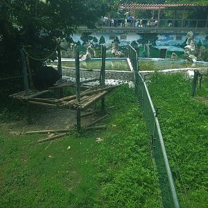 Asian Black Bear Exhibit
