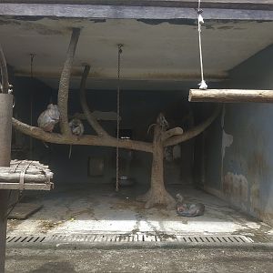 Crab-eating Macaque Exhibit