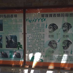 Chimpanzee Signage
