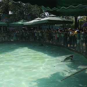 Californian Sea Lion and Spotted Seal Pool