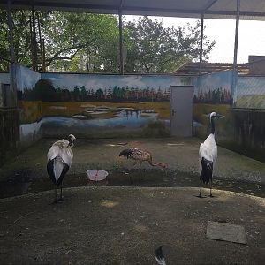 Red-crowned Crane Exhibit