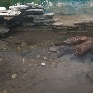 Chinese Giant Salamander