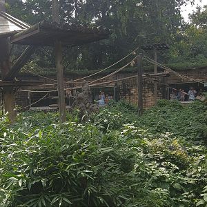 Golden Snub-nosed Monkey Exhibit