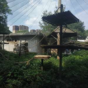 Golden Snub-nosed Monkey Exhibit