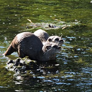 Asian Short Clawed Otters