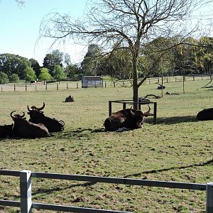 Gaur Herd
