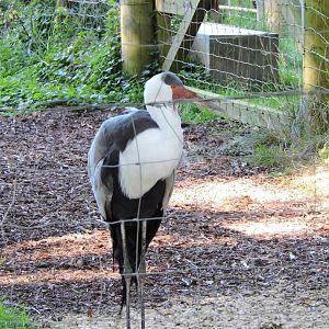 Wattled Crane