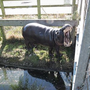 Pygmy Hippo