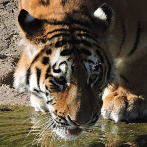 Amur Tiger