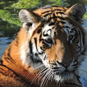 Amur Tiger