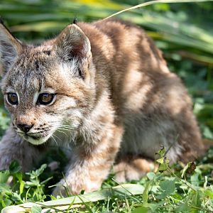 Male Canadian Lynx kitten / Hamerton / 13-9-19