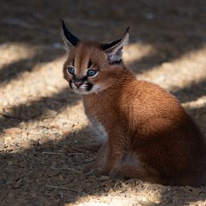 Caracal kitten / Hamerton / 13-9-19