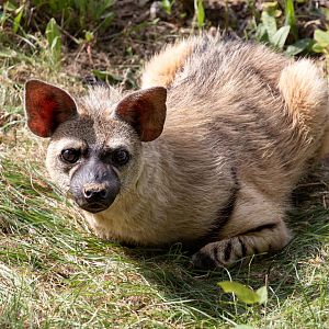 Eastern Aardwolf / Hamerton / 13-9-19