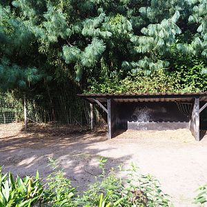 Capybara - Crested screamer - South American tapir exhibit - Connecting area between forest and pool sections, 2019-08-11