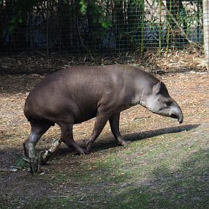 South American tapir (Tapirus terrestris), 2019-08-11