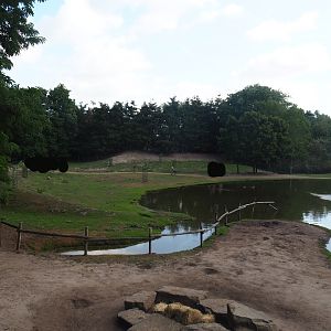 Australian Outback - Walk-through exhibit and dromedary camel paddock, 2019-08-11