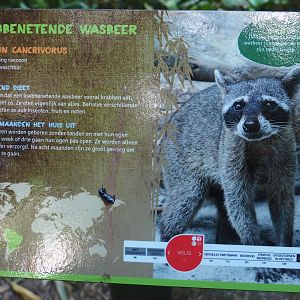 Sign Crab-eating raccoon (Procyon cancrivorus), 2019-08-11