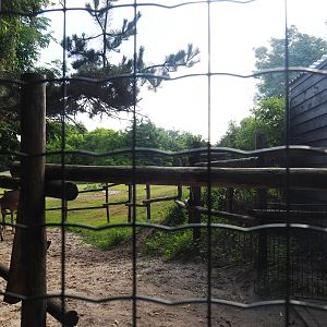 Dromedary camel holding pen and barn, 2019-08-11