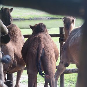 Backsides of the Dromedary camels (Camelus dromedarius), 2019-08-11
