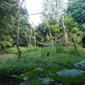 Yellow-breasted capuchin island, 2019-08-11