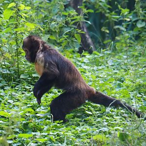 Yellow-breasted capuchin (Sapajus xanthosternos), 2019-08-11