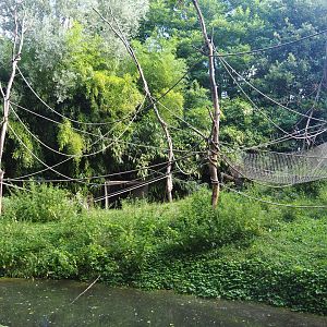 Yellow-breasted capuchin island, 2019-08-11