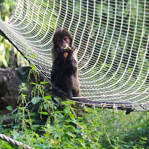 Yellow-breasted capuchin (Sapajus xanthosternos), 2019-08-11