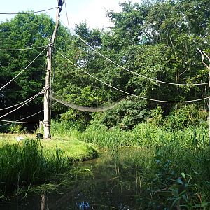Bolivian squirrel monkey and Red-faced spider monkey island, 2019-08-11