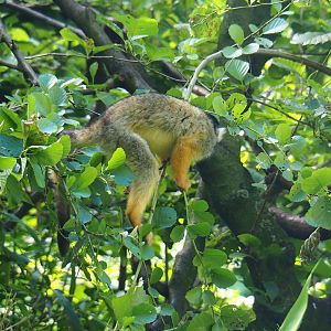 Bolivian squirrel monkey (Saimiri boliviensis boliviensis), 2019-08-11