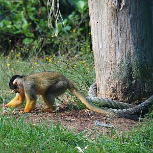 Bolivian squirrel monkey (Saimiri boliviensis boliviensis), 2019-08-11