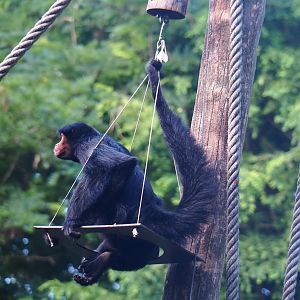 Red-faced spider monkey (Ateles paniscus), 2019-08-11