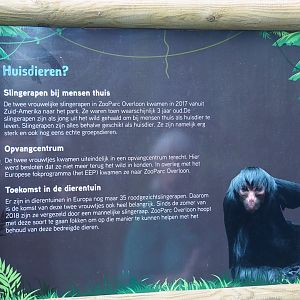 Provenance of female spider monkeys at Zoo Parc Overloon, 2019-08-11